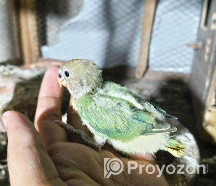 Love Bird Baby