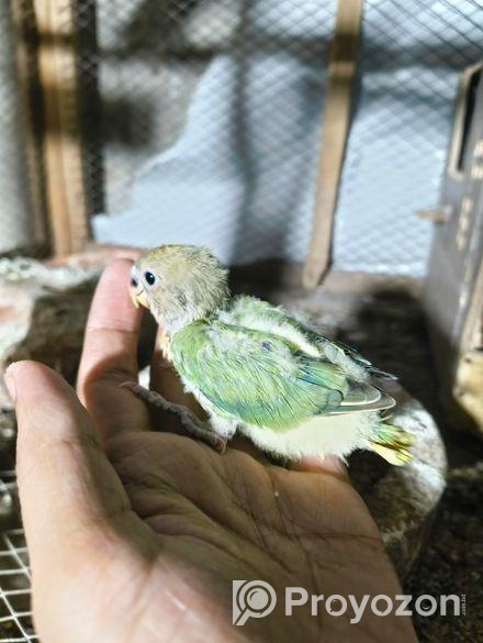 Love Bird Baby