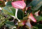 Anthurium gass