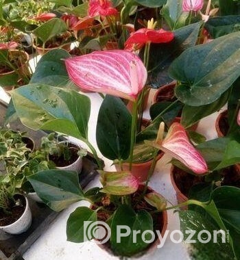 Anthurium gass
