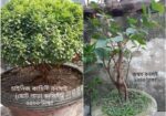 Bonsai Tree For Sale