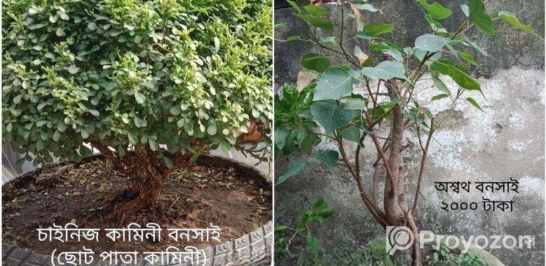 Bonsai Tree For Sale