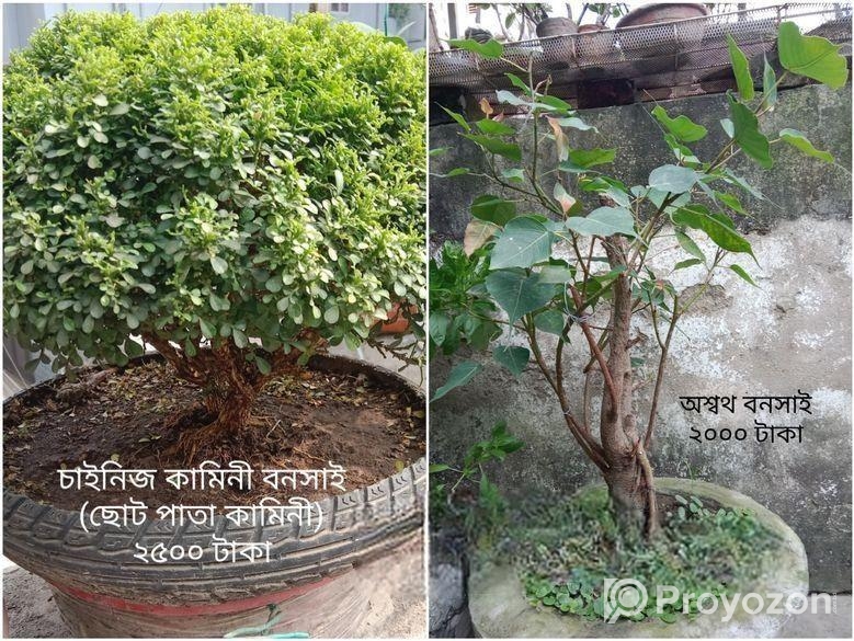 Bonsai Tree For Sale