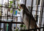 Adult Male Cockatiel