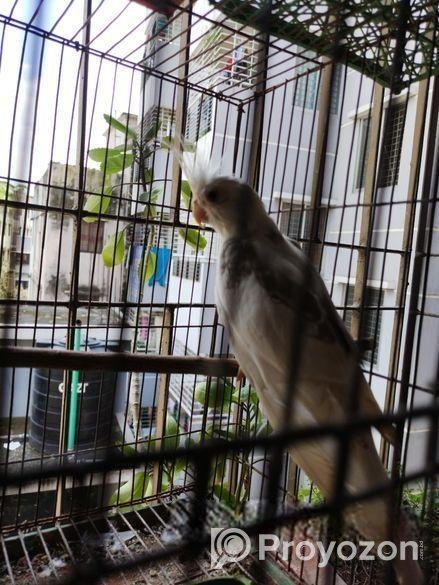 Adult Male Cockatiel
