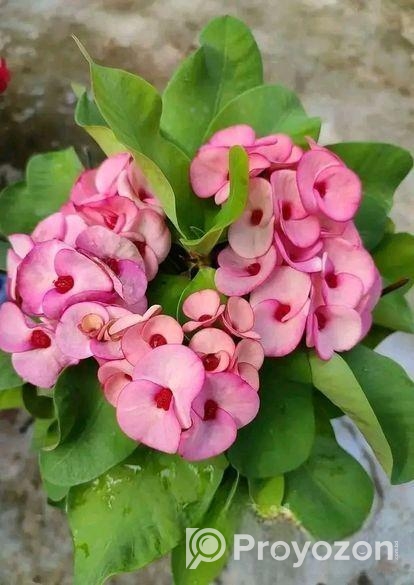 হাওয়াই মিঠাই কাটামুকুট পট সহ