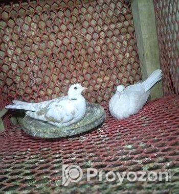 রানিং অস্ট্রেলিয়ান ঘুঘু