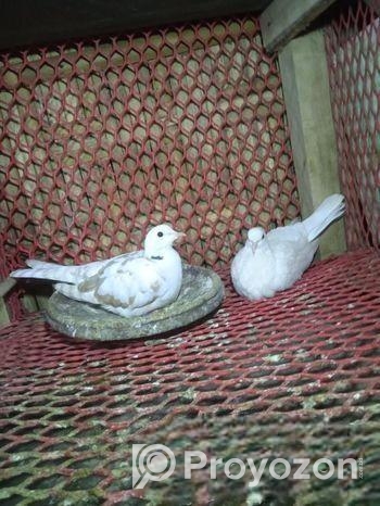 রানিং অস্ট্রেলিয়ান ঘুঘু