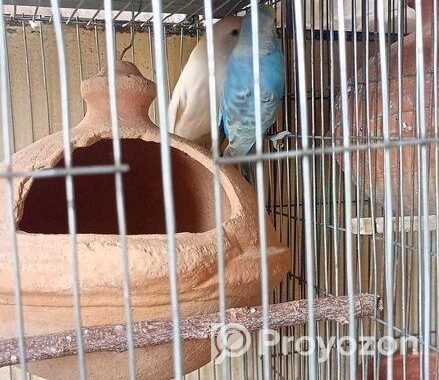 ফুল সেটাপ বাজরিগার