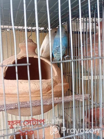 ফুল সেটাপ বাজরিগার