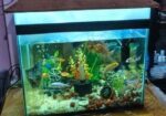 Aquarium