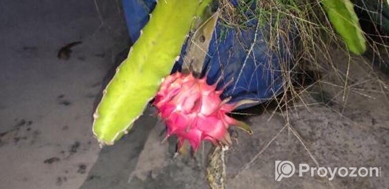 ড্রাগন গাছের চারা