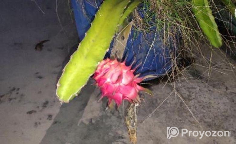 ড্রাগন গাছের চারা