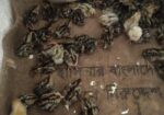 যাদের ১৪ দিন বয়সী বা ১ দিনের কোয়েলের বা*চ্চা লাগবে যোগাযোগ করুন