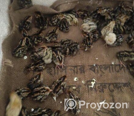 যাদের ১৪ দিন বয়সী বা ১ দিনের কোয়েলের বা*চ্চা লাগবে যোগাযোগ করুন
