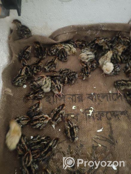 যাদের ১৪ দিন বয়সী বা ১ দিনের কোয়েলের বা*চ্চা লাগবে যোগাযোগ করুন