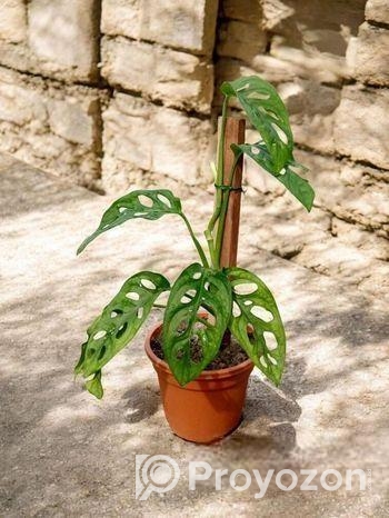 মন্সটেরা