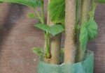 মালবেরি ফল সহ Mulberry plant