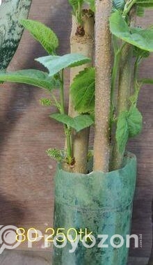 মালবেরি ফল সহ Mulberry plant
