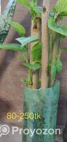 মালবেরি ফল সহ Mulberry plant