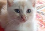 Mixed Bred Male Cat