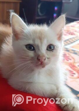Mixed Bred Male Cat