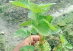 Strawberry plant স্ট্রবেরী চারা