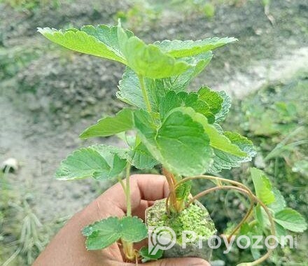 Strawberry plant স্ট্রবেরী চারা
