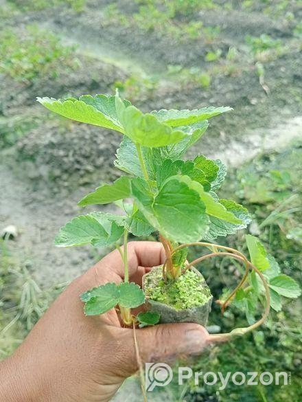 Strawberry plant স্ট্রবেরী চারা