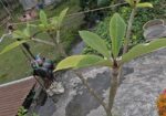 কাঠ গোলাপ