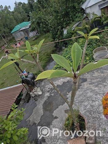 কাঠ গোলাপ