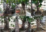 Bonsai Tree For Sale