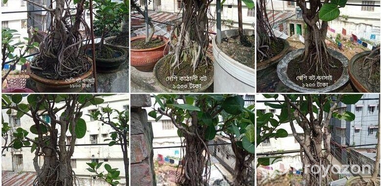 Bonsai Tree For Sale