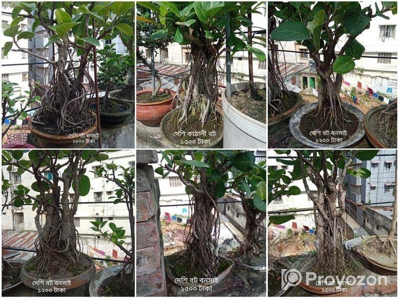 Bonsai Tree For Sale