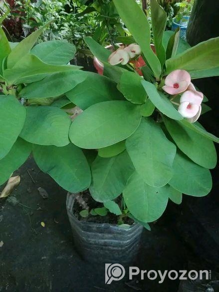 হাওয়াই মিঠাই কাটামুকুট পট সহ