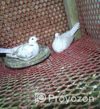 রানিং অস্ট্রেলিয়ান ঘুঘু