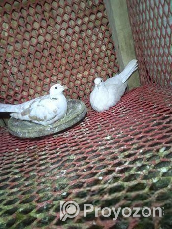 রানিং অস্ট্রেলিয়ান ঘুঘু