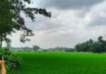 ৫ শতক জমি বিক্রয় করা হবে রাস্তা সহ