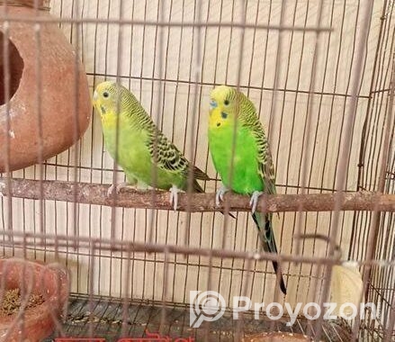ফুল সেটাপ বাজরিগার