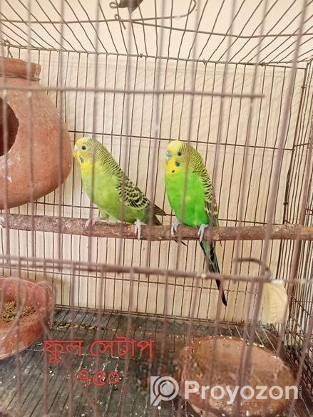 ফুল সেটাপ বাজরিগার