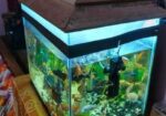 Aquarium