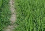 ৬৭ কাঠা/ ৩ বিঘা ৭ কাঠা ফসলি জমি