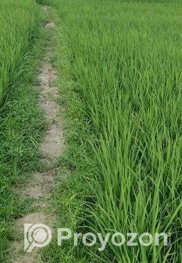 ৬৭ কাঠা/ ৩ বিঘা ৭ কাঠা ফসলি জমি