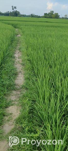 ৬৭ কাঠা/ ৩ বিঘা ৭ কাঠা ফসলি জমি