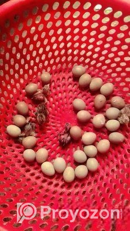 কিং কোয়েল ও জাপানি কোয়েলের বাচ্চা