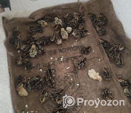 যাদের ১৪ দিন বয়সী বা ১ দিনের কোয়েলের বা*চ্চা লাগবে যোগাযোগ করুন