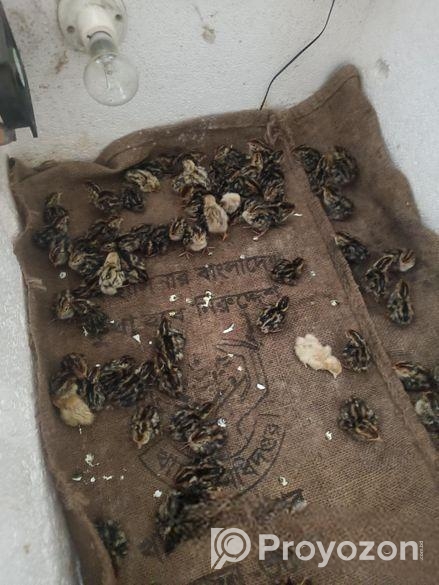 যাদের ১৪ দিন বয়সী বা ১ দিনের কোয়েলের বা*চ্চা লাগবে যোগাযোগ করুন