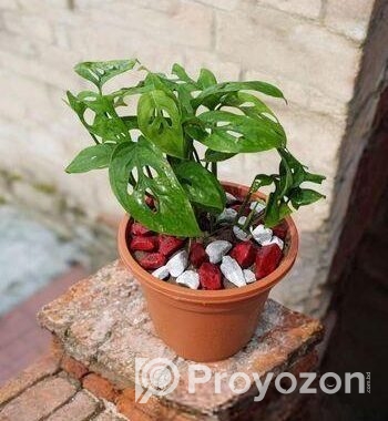 মন্সটেরা