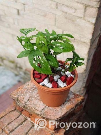 মন্সটেরা