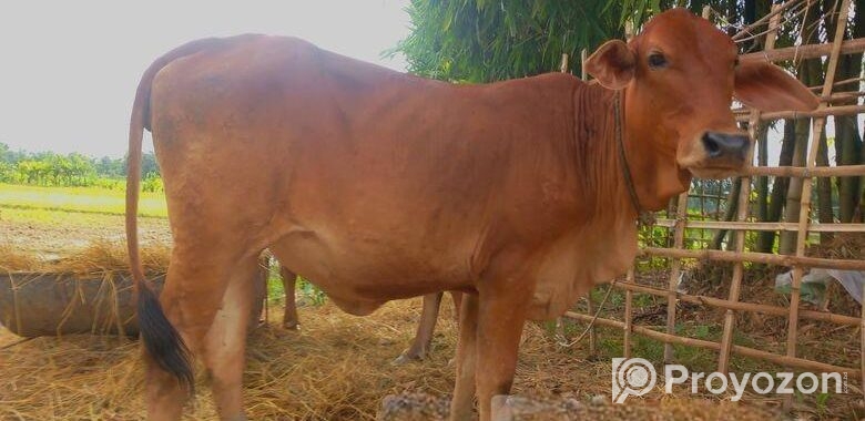 আমেরিকান শাহিওয়াল গরু বিক্রি হবে